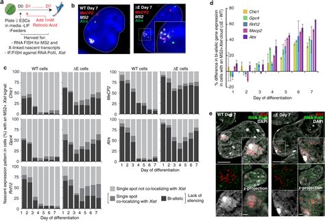 xxsit|A protein assembly mediates Xist localization and gene silencing.